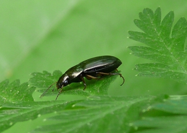 Piccolo carabide su una foglia - Amara sp.